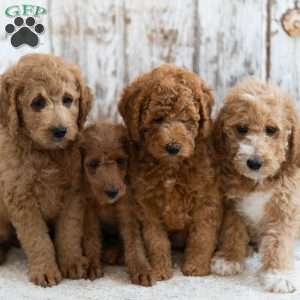 Prince, Mini Labradoodle Puppy